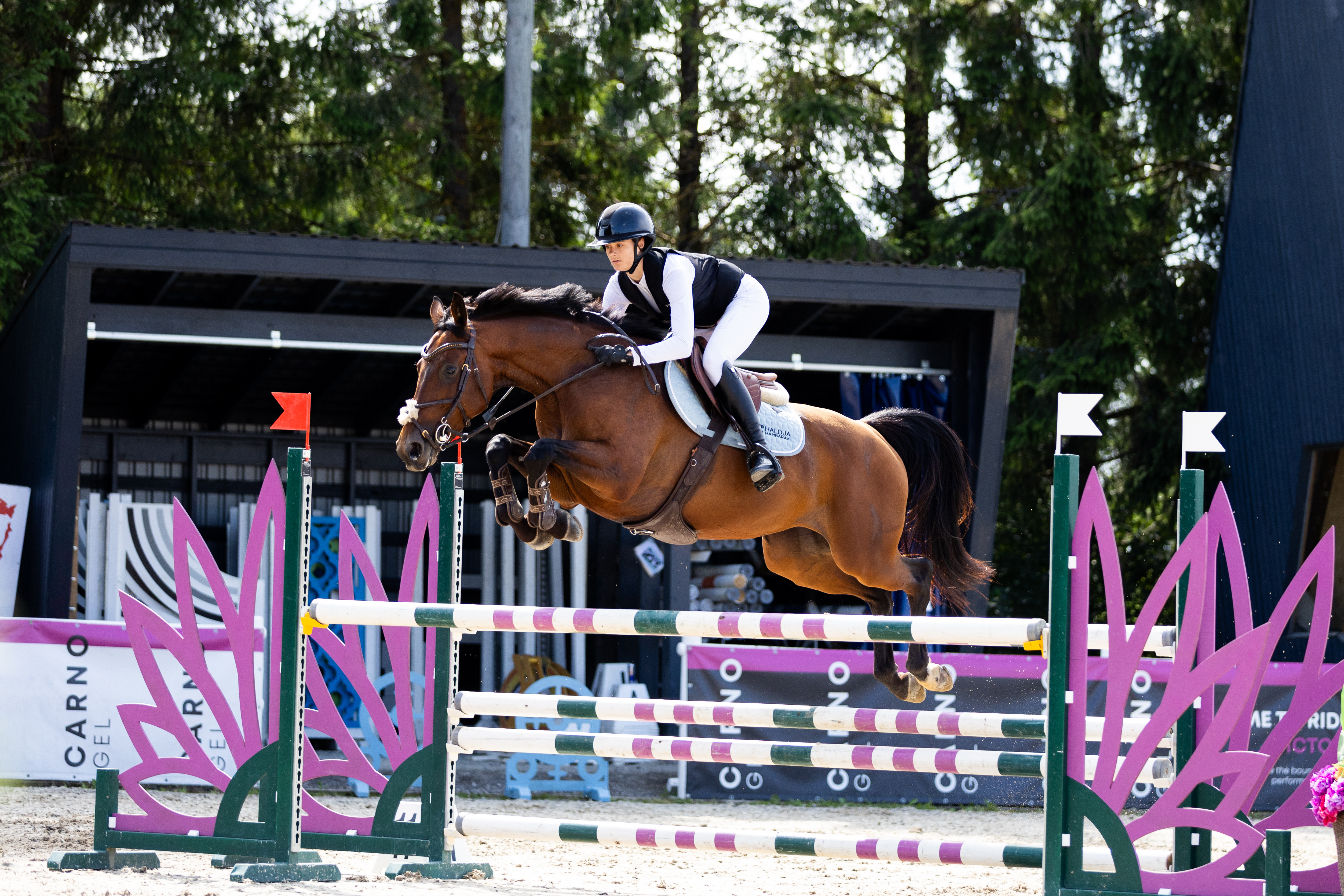 8 y.o. Bay Jumping Mare Pepita M
