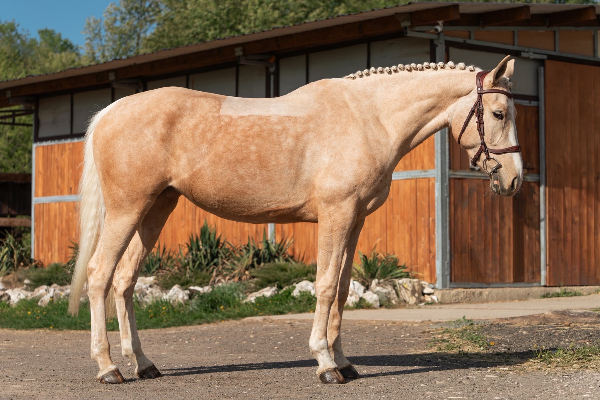 4 y.o. Palomino Jumping Mare
