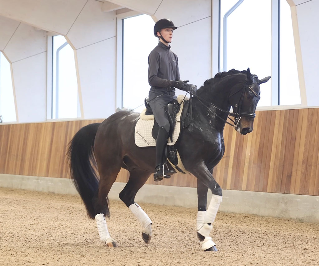 DONKEY KING — GP prospect